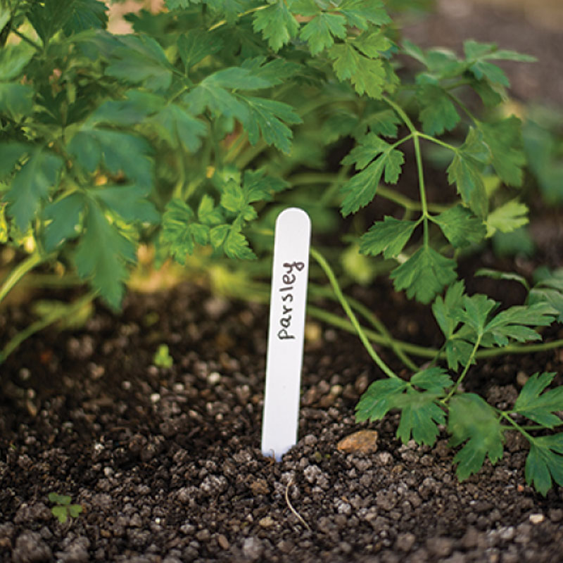 Növény jelölő tábla szett, 15x1,5cm, fehér, 25db