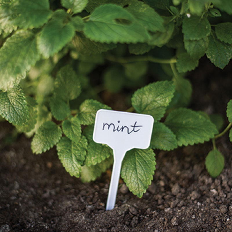 Növény jelölő tábla szett, 15x5,5cm, 10db